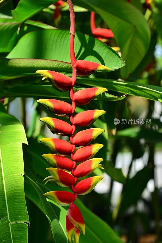 Heliconia /龙虾爪/巨嘴鸟峰